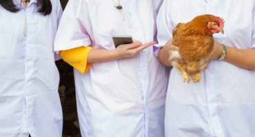 Léčba ucpané strumy u kuřete